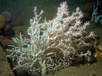 Falso coral negro