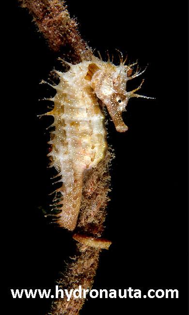 Hippocampus guttulatus