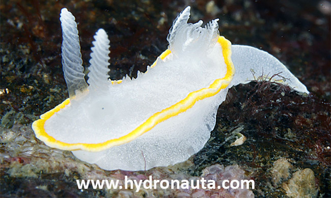 nudibranquio
