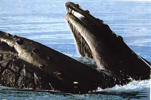 barbas de las ballenas