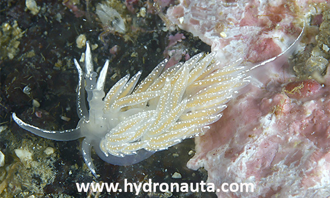 nudibranquio