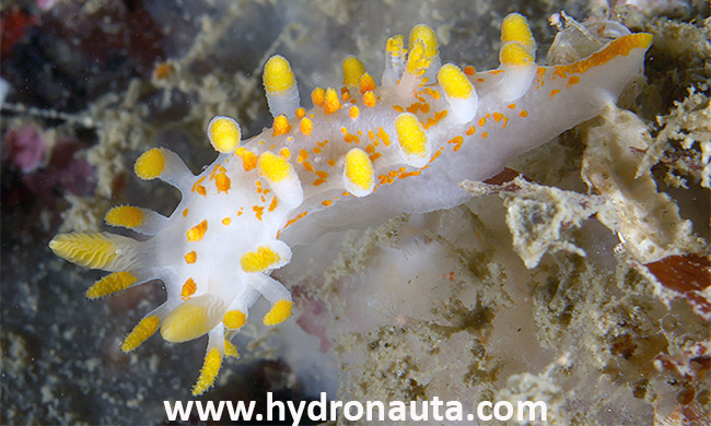 nudibranquio