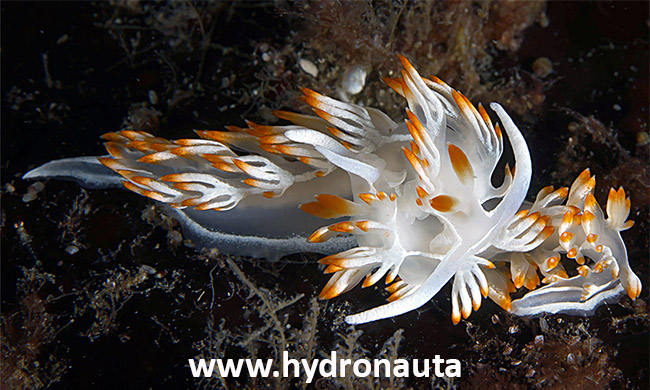 Nudibranquio